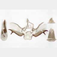 Eupithecia lanceata m