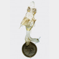 02 Eupithecia lariciata w