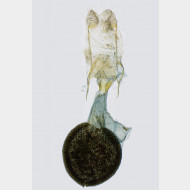 03 Eupithecia lariciata w