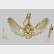 01 Eupithecia linariata m