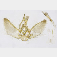 02 Eupithecia linariata m