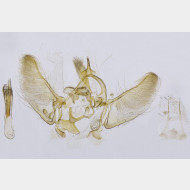 03 Eupithecia linariata m