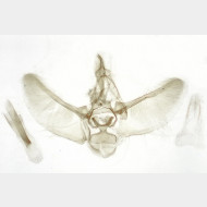 04 Eupithecia linariata m