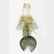 03 Eupithecia pimpinellata w