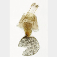 01 Eupithecia pimpinellata w