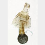 02 Eupithecia pimpinellata w