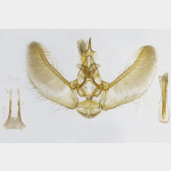 05 Eupithecia pyreneata m4