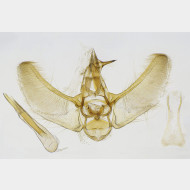 09 Eupithecia pyreneata m