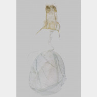 01 Eupithecia pyreneata w v2