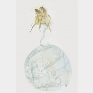 02 Eupithecia pyreneata w