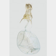 03 Eupithecia pyreneata w