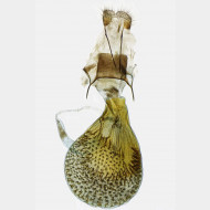 000 Eupithecia satyrata w