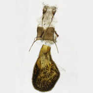 01 Eupithecia satyrata w