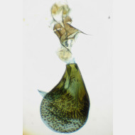 03 Eupithecia satyrata w