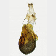 002 Eupithecia selinata w