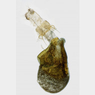 003 Eupithecia selinata w