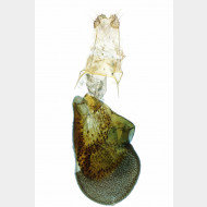 004 Eupithecia selinata w