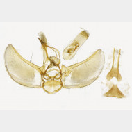 02 Eupithecia subfuscata m