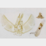 03 Eupithecia subfuscata m