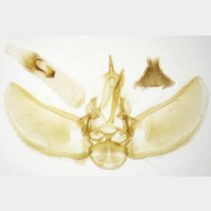 Eupithecia subfuscata m