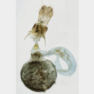 05 Eupithecia subfuscata w