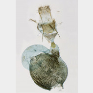 06 Eupithecia subfuscata w