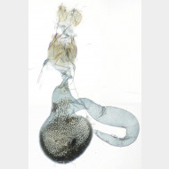 07 Eupithecia subfuscata w