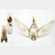 01 Eupithecia subumbrata m