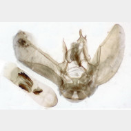 Eupithecia subumbrata m