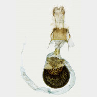 02 Eupithecia subumbrata w