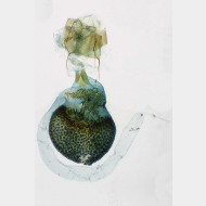 04 Eupithecia subumbrata w