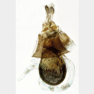 Eupithecia succenturiata w