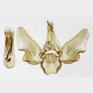 01 Eupithecia tantillaria m