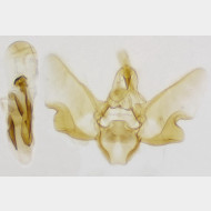 Eupithecia tantillaria m