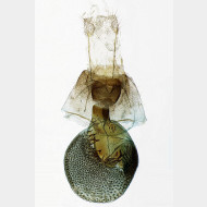 01 Eupithecia tantillaria w