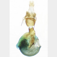 Eupithecia tantillaria w3