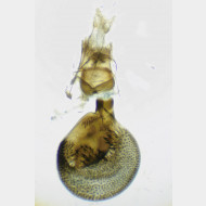 Eupithecia tantillaria w4