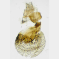 Eupithecia tantillaria w