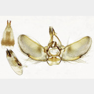 Eupithecia tripunctaria m