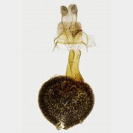 01 Eupithecia venosata w