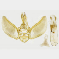 01 Eupithecia veratraria m