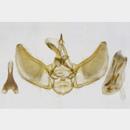 02 Eupithecia veratraria m