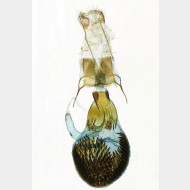 04 Eupithecia veratraria w
