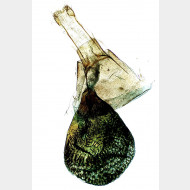 05 Eupithecia veratraria w