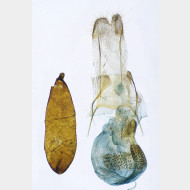 03 Eupithecia virgaureata w Pa