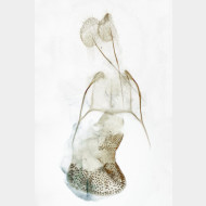 Eupithecia virgaureata w4