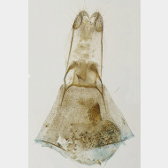 01 Eupithecia virgaureata w