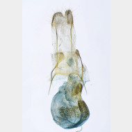 02 Eupithecia virgaureata w