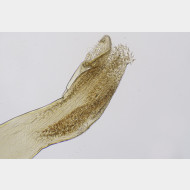 01 Gandaritis pyraliata m a