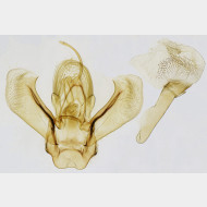 02 Gandaritis pyraliata m